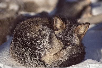 2.5D格斗新作《枕头大战》将于2024年春季发售